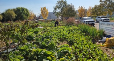 2025 올해 텃밭 마무리 나눔봉사 활동(11월)