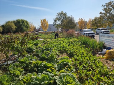 2025 올해 텃밭 마무리 나눔봉사 활동(11월)